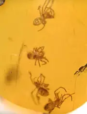 RARE! Swarm of Spiderlings, Fossil inclusion in Burmese Amber