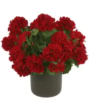 Creative Displays Red Geranium Floral Arrangement in A Gray Pot