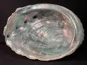 ~RW~ LARGE VINTAGE "ABALONE SEA SHELL SMUDGING BOWL" ~~ RAINBOW