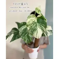 在飛比找蝦皮購物優惠-日本白斑龜背芋/Monstera deliciosa /觀葉