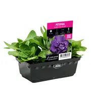 Punnet Petunia Double Cascade Blue - Petunia x hybrida