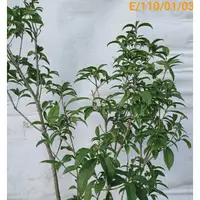 在飛比找蝦皮購物優惠-桂花樹~~強招貴人/提升貴氣/四季開花/四季專用桂花樹~盆栽