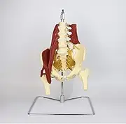 CHROX PVC Natural Size Female Pelvic Anatomy Model - Spinal Bone Model - Medical Female Pelvic Anatomy Model