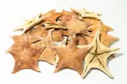 Bat Starfish Sea Shell Beach Wedding Real Craft 4" - 5" ( 70 pcs) #JC-054
