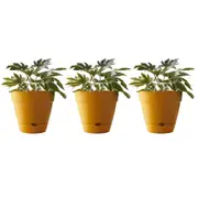 3x Northcote Pottery Leonard 20x18cmSelf Watering Plant Pot Garden Decor Yellow