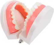 HONITANO Teaching Model for Realistic Tooth and Mouth Typodont for Hands Practice and Educational Demonstration of Oral Health Procedures
