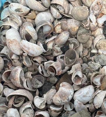 Genuine Connecticut Beach Ocean Sea Shell Craft & Aquarium 2Lb