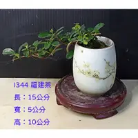 在飛比找蝦皮購物優惠-寶悅 小品盆栽 I344 福建茶 療癒小物 居家擺飾