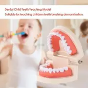 Dental Teeth Denture Model Adult Gums Demonstration Tool Teaching Aid for Kindergarten Brushing Education