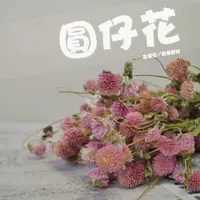 在飛比找蝦皮購物優惠-【台灣現貨速發】圓仔花//千日紅乾花//乾燥花