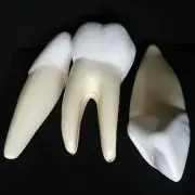 Enlarged Human Anatomical Teeth Set Model - Medical Skeleton Anatomy