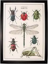 Thea Gouverneur - Counted Cross Stitch Kit - The History of Insects - Aida - 14 count - Embroidery Kit for Adults - DMC Embroidery Threads and other Cross Stitch Supplies Included - 566A