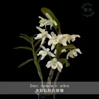 在飛比找蝦皮購物優惠-［植禾］石斛 檀香 麝香 紅夢幻 潑墨 葉藝 黃金阿雅 白澳