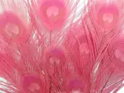 5 Pieces Sweet Pink Bleached & Dyed Peacock Tail Eye Feathers 10-12” Long Craft