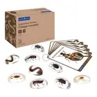 Kaplan Early Learning Specimen Stones: Creepy Crawlers - 9 Stones