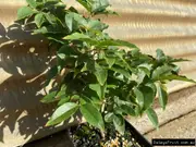Buy Dwarf Jaboticaba - Scarlet Fruit Trees (Plinia escarlate)
