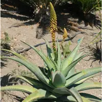 在飛比找蝦皮購物優惠-Aloe africana 非洲蘆薈 種子