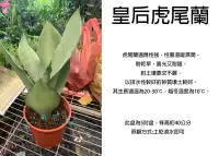 在飛比找Yahoo!奇摩拍賣優惠-心栽花坊-皇后虎尾蘭/銀皇后虎皮蘭/虎尾蘭/虎皮蘭/5吋/售