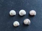 #0061 Lot of 5 Helicella Striata, Czechoslovakia approx. 7mm land snail shells