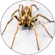 Slipmat Scratchpad Felt for any 12" Turntable LP DJ Record Vinyl Player SPIDER 5