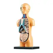 Human Body Anatomical Model Skeleton Life Size for Kids Interest Cultivate