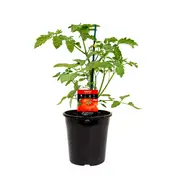 180mm Tomato Grosse Lisse - Lycopersicon esculentum