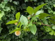 Buy African Peach Fruit Tree (Sarcocephalus latifolius)