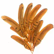 Under 6" Reeves Pheasant Tail Feather x 10 pcs - Orange
