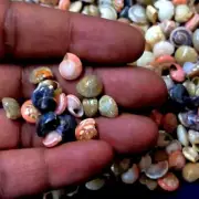 Tiny Swirl Conch Shells For Crafts Art Decor Natural Sea Shell approx.450 pcs