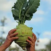 Kohlrabi - Superschmelz Giant White seeds