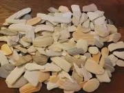 1 Lb Natural flat stones - fossilized shells for the Aquarium