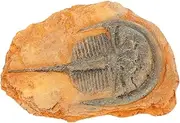 iplusmile Paleontological Insect Specimen Collection Decorative Insect Ornament for Science Teaching Material for Classroom and Educational Use