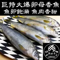 在飛比找iOPEN Mall優惠-台灣XXL爆卵母香魚 (1kg/5尾) 魚卵飽滿母香魚 新鮮