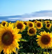 SUNFLOWER 'Giant Single' seeds