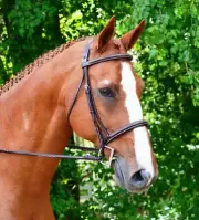 KL Select Black Oak Aster Fancy Stitch Snaffle Bridle