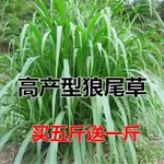 高産狼尾草種子多年生四季雜交牧草種籽耐旱可多次割養殖牛羊鷄兔【酷農種業】