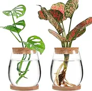 2 Pcs Separated Desktop Plant Terrarium - Plant Propagation Planter Water Station Planting Glass Vase with Lid & Wooden Stand for Growing Hydroponic Home Office Table Decoration