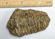 450 Million year old Ordovician Age TRILOBITE Fossil From Morocco (#F4610)