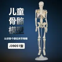 在飛比找樂天市場購物網優惠-兒童骨骼模型42cm成人人體骨骼模型骨架模型解剖學小學科學教