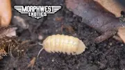 6+/10+ T+ Albino Isopods