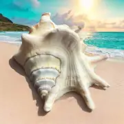 Large Conch Seashell Spiky White Real Ocean Natural Big Sea Shell Decoration