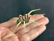 Uranium Vaseline Military Camouflage Spider Glows Under Uv In Stock Now