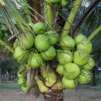 在飛比找蝦皮購物優惠-海南椰子種子 大王椰種子 大王棕櫚觀賞椰子樹