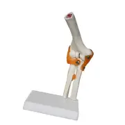 Human Elbow Joint Model Skeleton Model Lightweight Education Medical Training