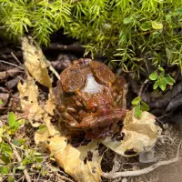 在飛比找蝦皮購物優惠-⛰️金水草瑪瑙龍龜🪨是隻少見的錢幣金水草瑪瑙💰想必是特別旺特