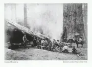 *Postcard-"Fallen Monarch" /Fallen Sequoia/ *Kings Canyon, CA (A62-1)