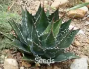Agave montana S eeds 30/100PCS