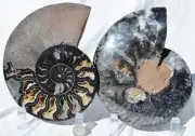 Large Black Ammonite PAIR Nice Crystals 110myo Dino age Fossil 174mm 6.9" 9544cc
