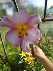 Giant unique lilium , 50 seeds !!!