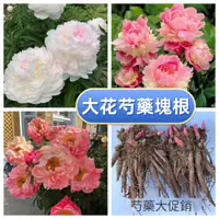 在飛比找蝦皮購物優惠-【芍藥塊根】耐寒重瓣大花芍藥花苗觀賞花卉大苗牡丹種苗盆栽年年